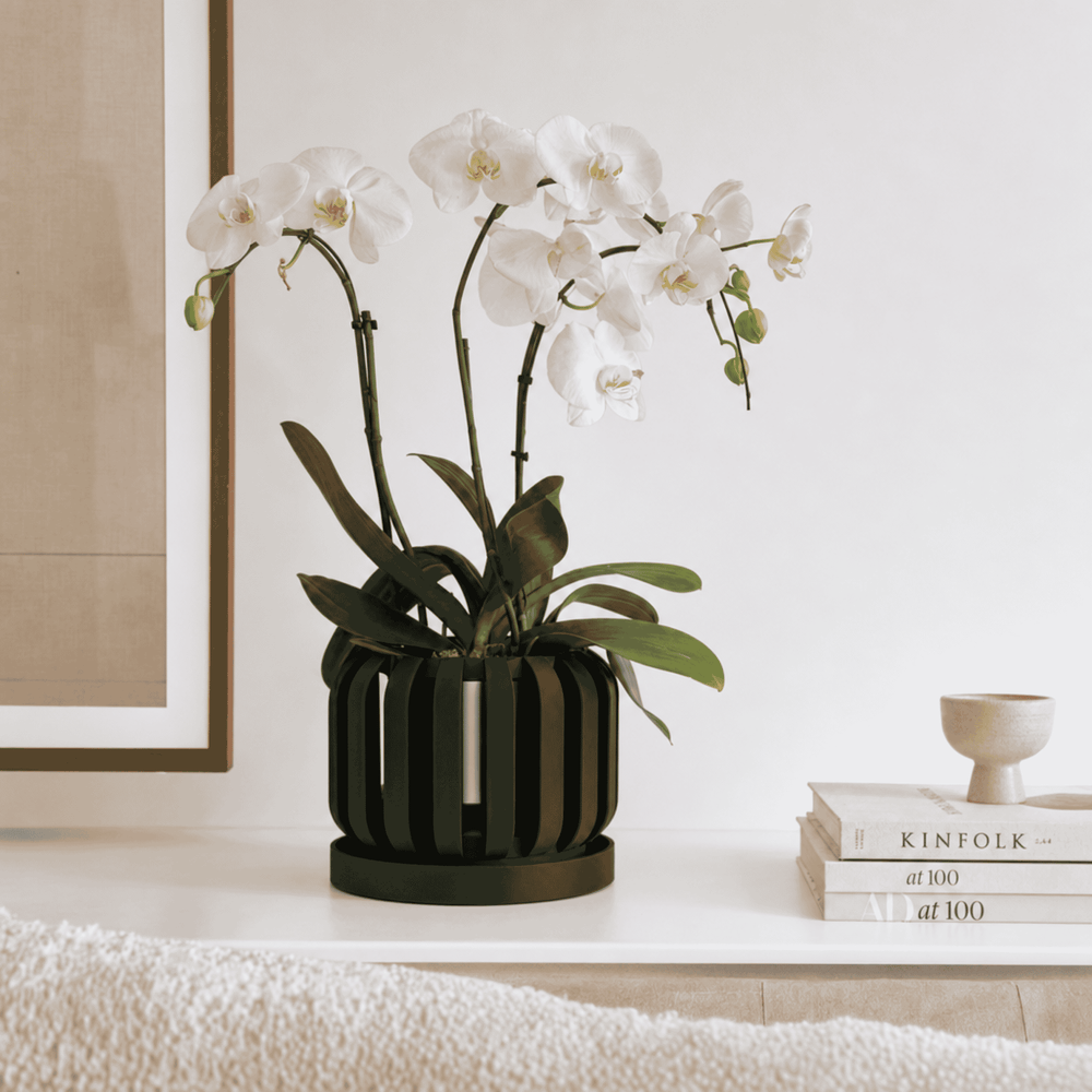 Freno Orchid Planter