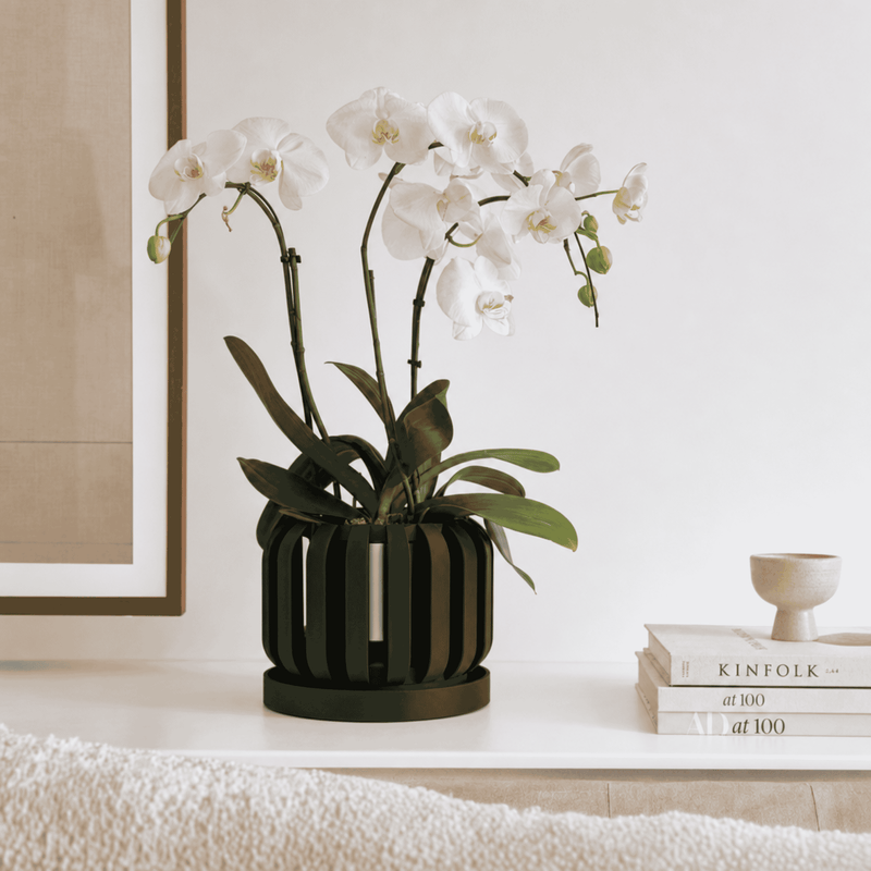 Freno Orchid Planter