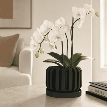 Freno Orchid Planter
