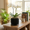 White orchid in a black pot on a wooden table with a blurred background